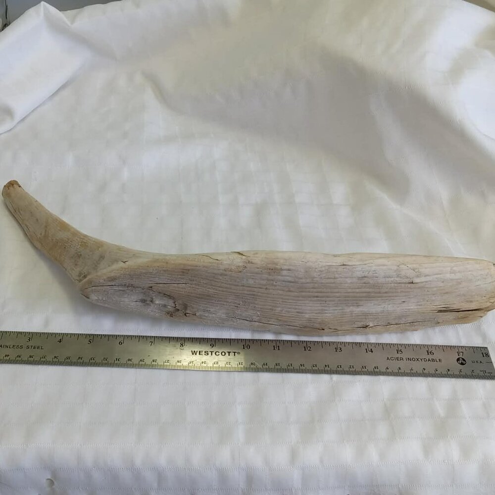 No3 Hand-collected piece of driftwood, cleaned for aquarium/terrarium or craft